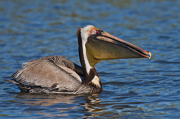 Brown Pelican