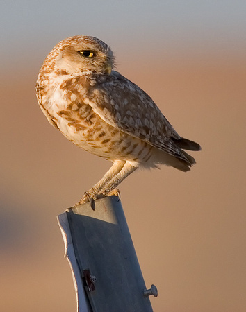 Burrowing Owl