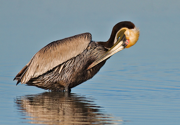 Brown Pelican