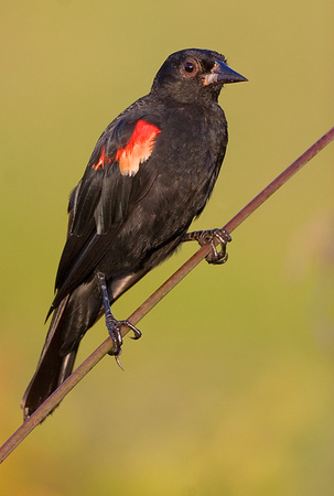 Red-Winged Blackbird