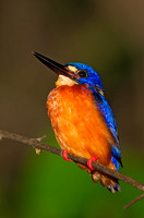 Blue-Eared Kingfisher