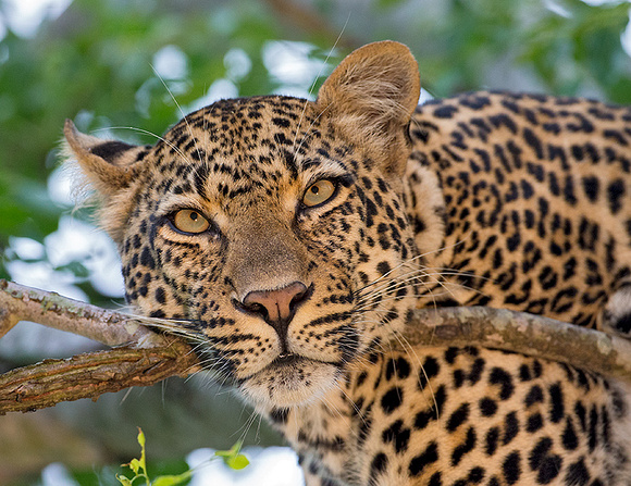 Leopard Resting