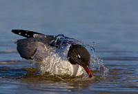 Laughing Gull Bathing