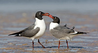 Laughing Gulls Courting