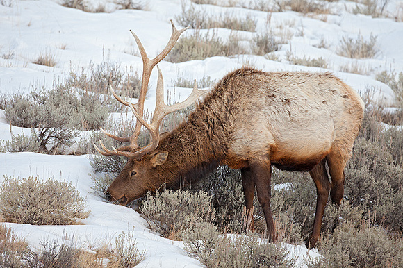 Bull Elk Grazing