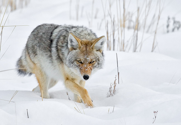 Coyote