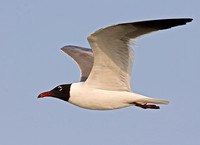 Laughing Gull