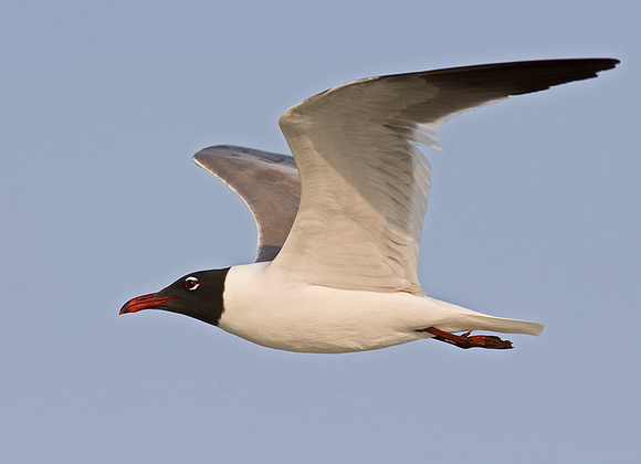 Laughing Gull