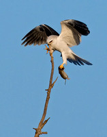 White-Tailed Kite with Kill