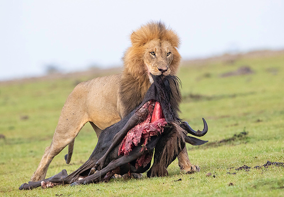 Male Lion Dragging Wildebeest Carcass Up Hill