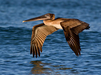 Juvenile Brown Pelican