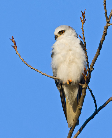White-Tailed Kite