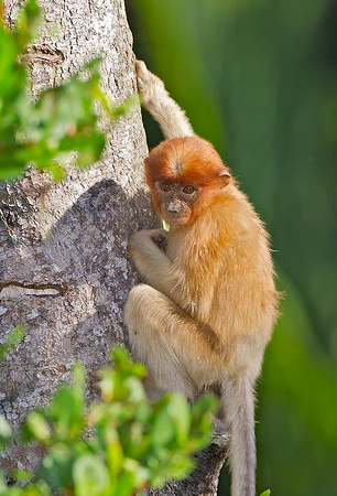 Baby Proboscis Monkey Practicing Climbing
