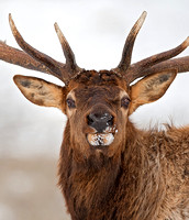 Bull Elk