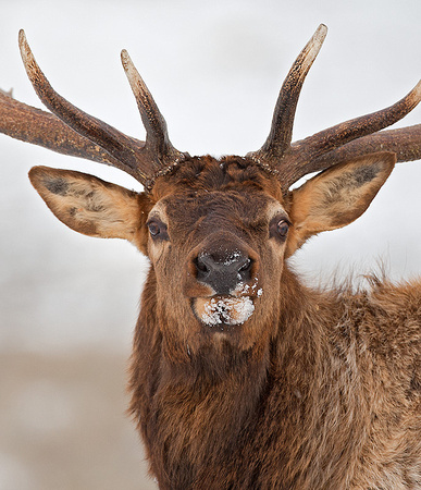 Bull Elk