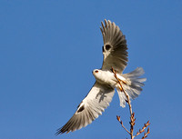White-Tailed Kite Taking Off