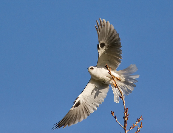 White-Tailed Kite Taking Off
