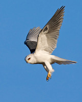 White-Tailed Kite Hunting