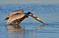 Brown Pelican