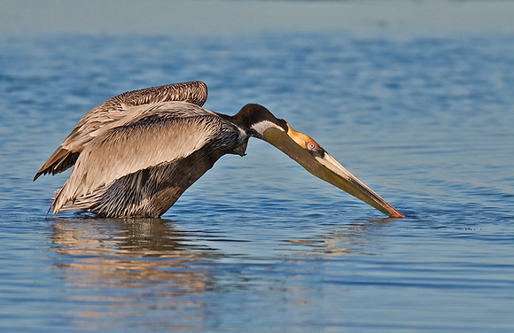 Brown Pelican