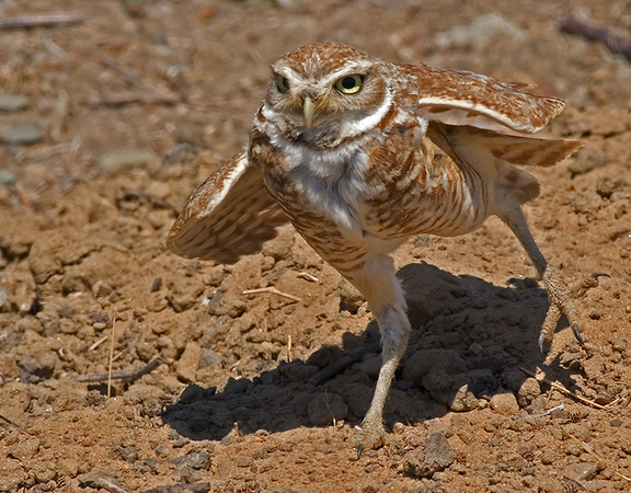 Burrowing Owl