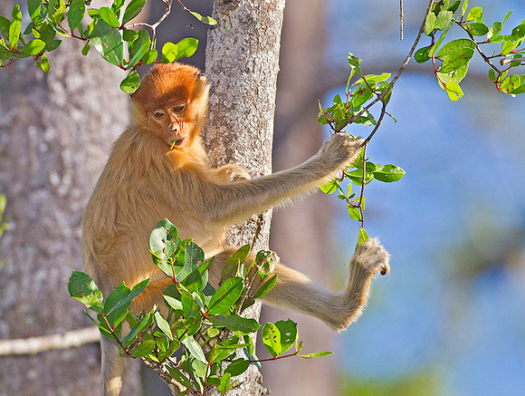 Subadult Proboscis Monkey Foraging