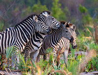 Zebras Nuzzling