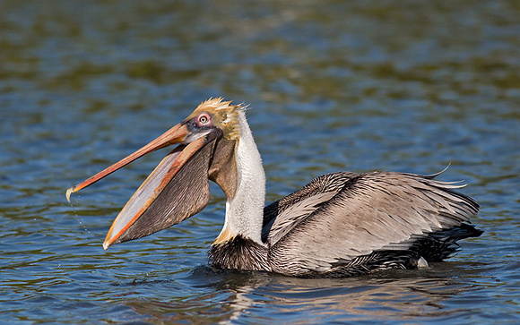 Brown Pelican