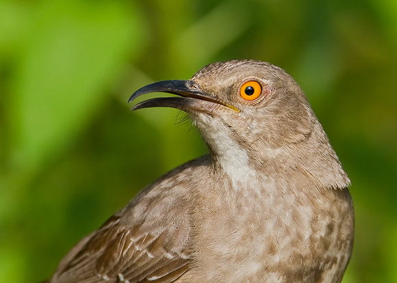 Curve-Billed Thrasher