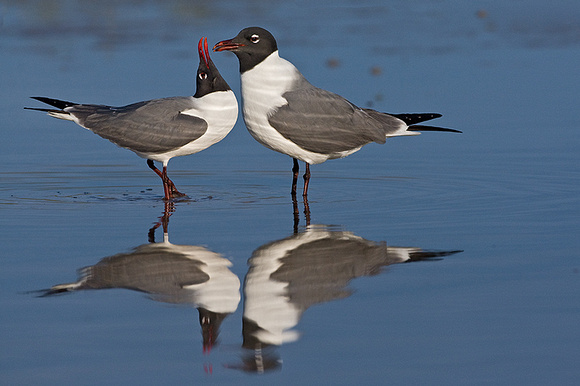 Laughing Gulls Courting - Female Begs for Food