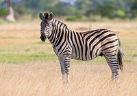 Zebra