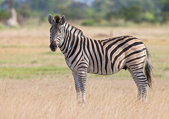 Zebra