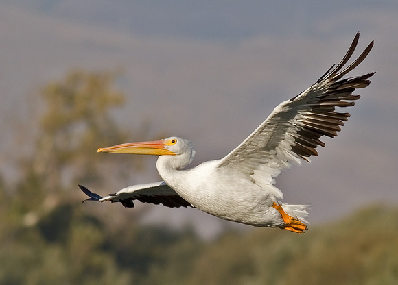 White Pelican