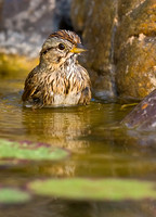Lincoln's Sparrow Bathing