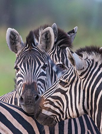 Zebras Nuzzling