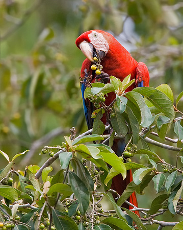 Scarlet Macaw Eating Ripe Berries