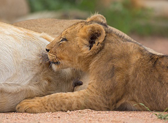 Cub Feeding