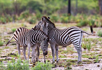 Zebras Nuzzling