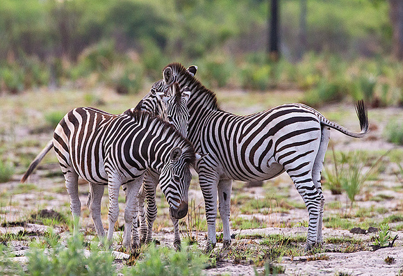 Zebras Nuzzling