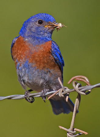 Western Bluebird with Insect for Young