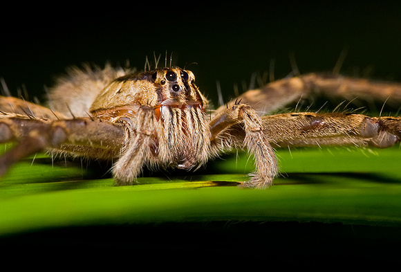 Wandering Spider