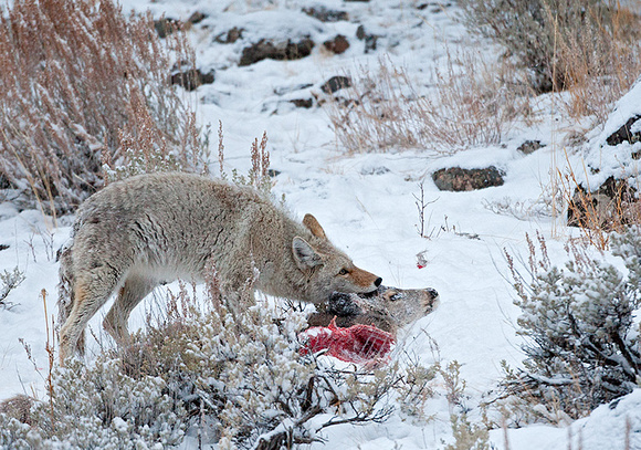 Coyote Pulling Apart Deer