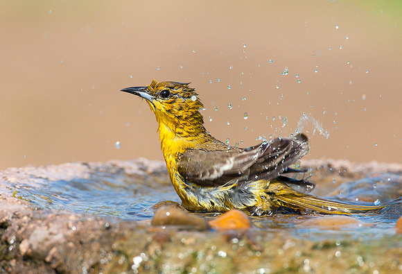 Bullock's Oriole Bathing