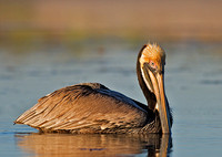 Brown Pelican