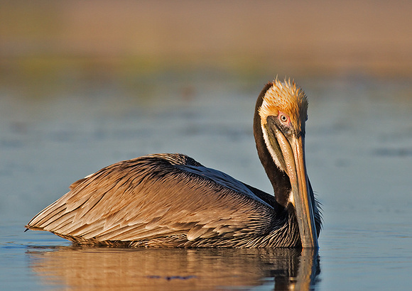 Brown Pelican