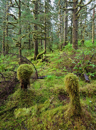 Forest on Kodiak Island