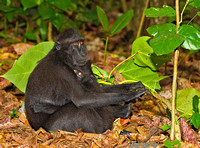 Black-Crested Macaque with Infant