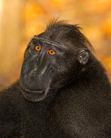 Black-Crested Macaque Adult Male