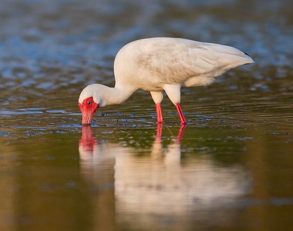 White Ibis