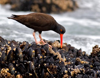 Oystercatcher Catching Oysters